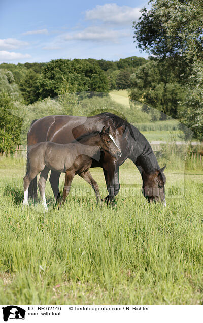Stute mit Fohlen / mare with foal / RR-62146