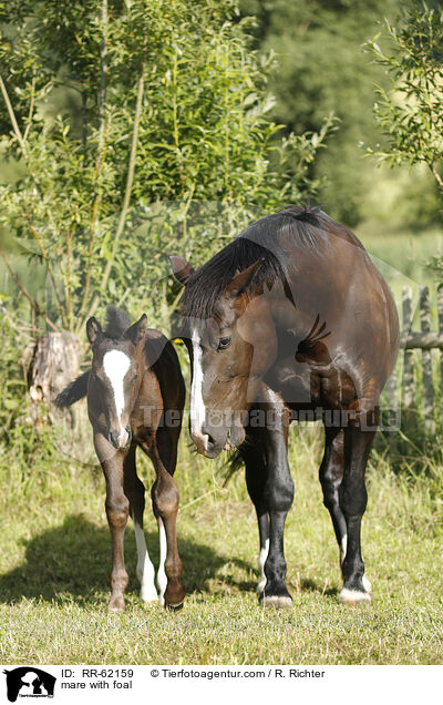 Stute mit Fohlen / mare with foal / RR-62159