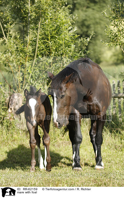 mare with foal / RR-62159