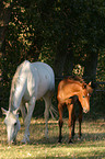 mare with foal