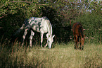 mare with foal