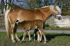 mare with foal