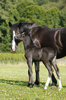 mare with foal