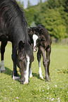 mare with foal