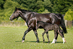 mare with foal