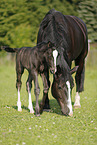 mare with foal