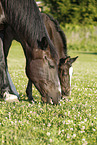 mare with foal