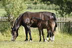 mare with foal