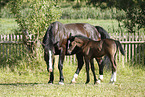 mare with foal