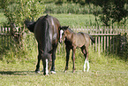 mare with foal
