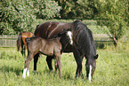 mare with foal