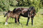 mare with foal