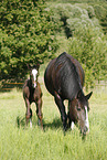 mare with foal