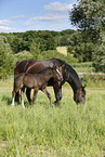 mare with foal