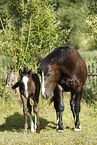 mare with foal