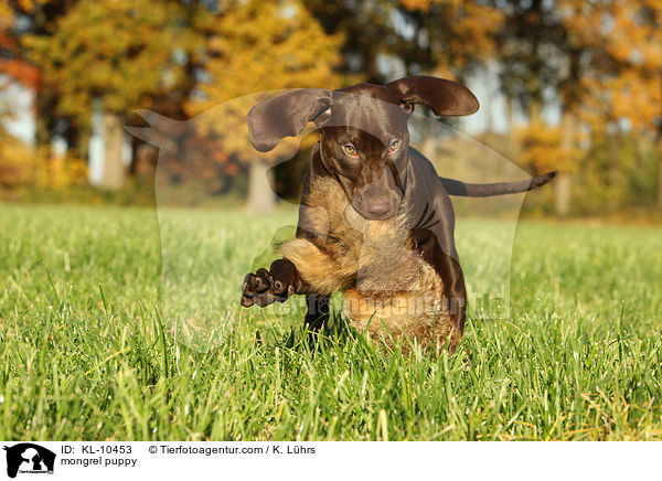 Weimaraner-Mix Welpe / mongrel puppy / KL-10453