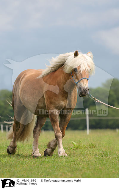 Haflinger horse / VM-01676