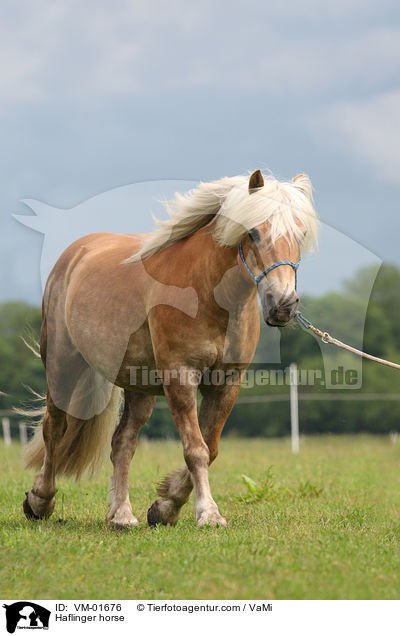 Haflinger an der Longe / Haflinger horse / VM-01676