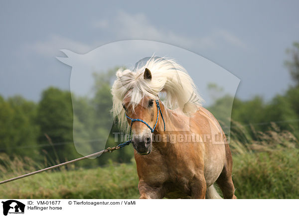 Haflinger horse / VM-01677