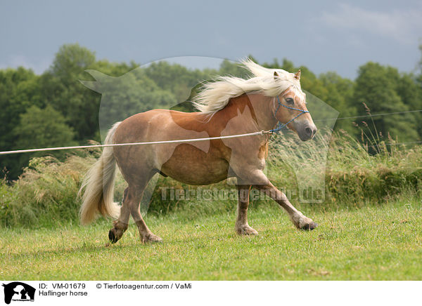 Haflinger an der Longe / Haflinger horse / VM-01679