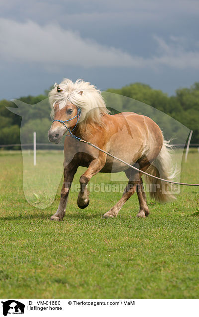 Haflinger an der Longe / Haflinger horse / VM-01680
