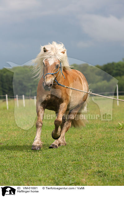 Haflinger horse / VM-01681