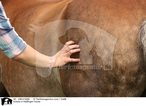 knead a Haflinger horse / VM-01686