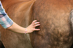 knead a Haflinger horse