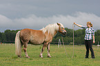 woman with Haflinger horse