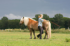 woman with Haflinger horse