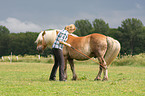 woman with Haflinger horse