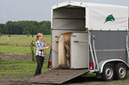 woman with Haflinger horse