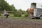 woman with Haflinger horse