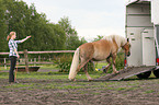 woman with Haflinger horse