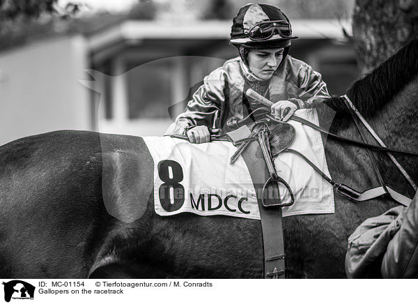 Galopper auf der Rennbahn / Gallopers on the racetrack / MC-01154