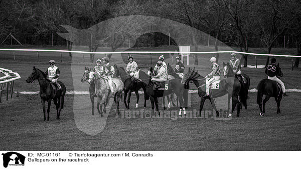 Galopper auf der Rennbahn / Gallopers on the racetrack / MC-01161