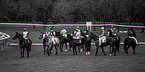 Gallopers on the racetrack