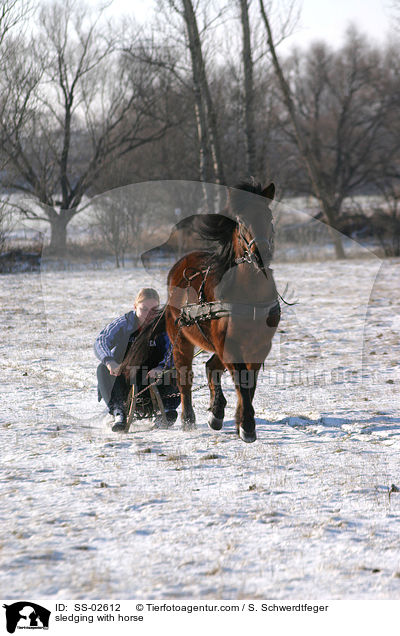 Schlittenfahrt mit Pferd / sledging with horse / SS-02612