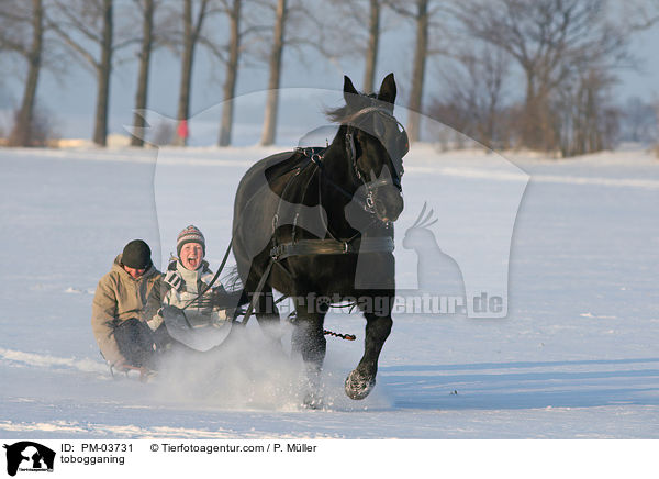 tobogganing / PM-03731