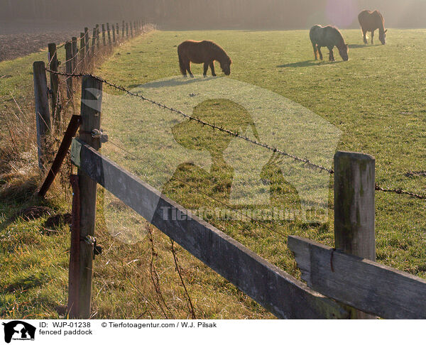 eingezunte Pferdekoppel / fenced paddock / WJP-01238