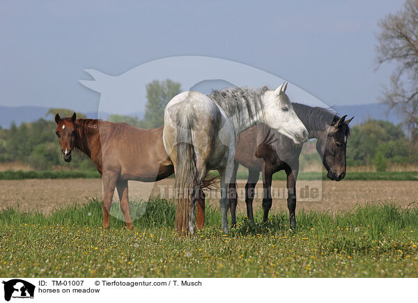 Pferde auf der Weide / horses on meadow / TM-01007