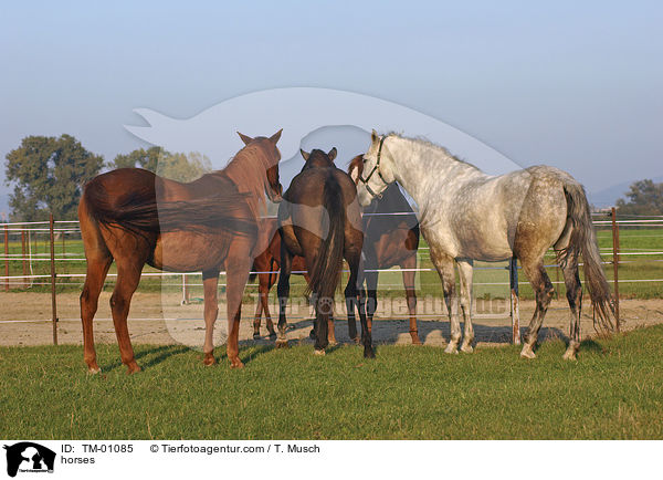 Pferde / horses / TM-01085