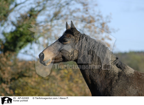 Holsteiner portrait / horse portrait / AP-02085