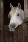 horse barn