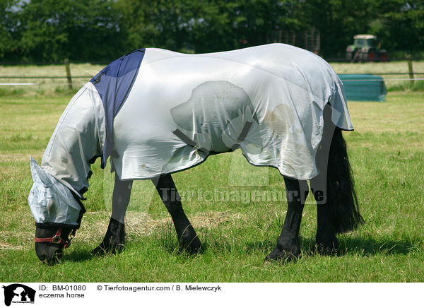 Friese mit Ekzemerdecke zum Schutz vor Fliegen / eczema horse / BM-01080