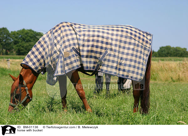 Pferd mit Ekzemerdecke zum Schutz vor Fliegen / horse with bucket / BM-01136