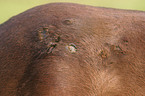 horse with eczema