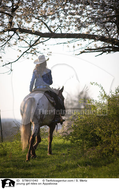 junges Mdchen reitet auf Appaloosa / young girl rides on Appaloosa / STM-01040