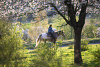 young girl rides on Appaloosa