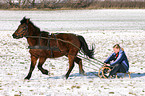sledging with horse